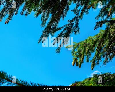 Spruce tree branch with green cones against the blue sky. Stock Photo