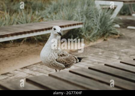 Detail of curious siberian gull on beach bench behind the wooden table in Sopot in Poland Stock Photo