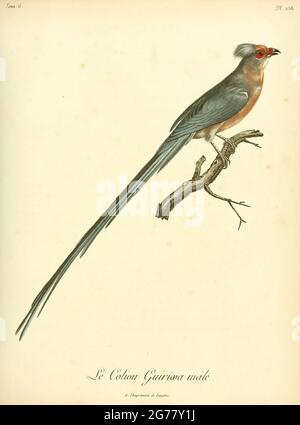 Male Coliou quiriwa from the Book Histoire naturelle des oiseaux d