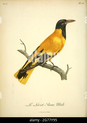 Loriot rieur, Male from the Book Histoire naturelle des oiseaux d