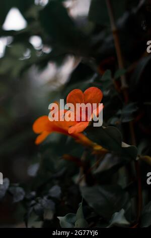 Vertical shot of Trumpet vines flowers on the bush with dark background Stock Photo