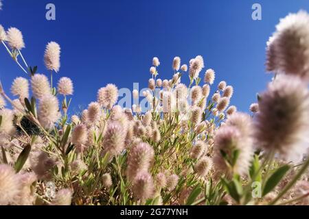Closeup of beautiful fluffy Hare's-foot clovers, commonly known as Trifolium arvense in a lush field Stock Photo