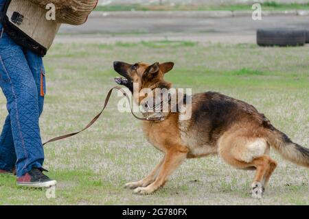 Guard dog training. Step 2. Figurant and German shepherd dog. Pet attacks  person in special protective clothing. Service dog training. Side View. Ser Stock Photo