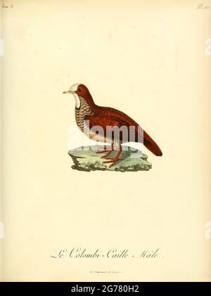 Colombi-caille from the Book Histoire naturelle des oiseaux d