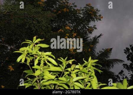 Mango tree in background Stock Photo