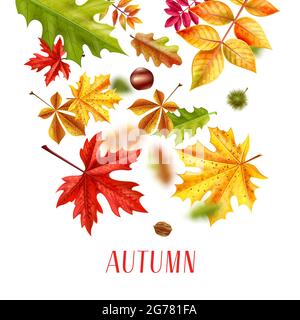 Realistic autumn leaves fall sale background composition of text and autumnal foliage fallen leaves colourful images vector illustration Stock Vector
