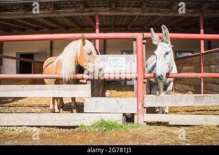 A horse (left) and the Donkey, breed Andalusian Donkey, Equus africanus f. asinus 'Andalusian Donkey' in the Economic Court of Bohuslavice, Czech Repu Stock Photo