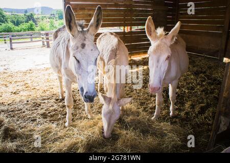 The Donkey, breed Andalusian Donkey (left), Equus africanus f. asinus 'Andalusian Donkey'. and breed Asinara Donkey (centre and right), Equus africanu Stock Photo