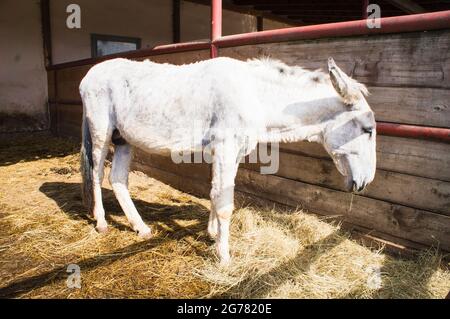 The Donkey, breed Andalusian Donkey, Equus africanus f. asinus 'Andalusian Donkey' in the Economic Court of Bohuslavice, Czech Republic, on June 25, 2 Stock Photo