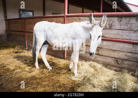 The Donkey, breed Andalusian Donkey, Equus africanus f. asinus 'Andalusian Donkey' in the Economic Court of Bohuslavice, Czech Republic, on June 25, 2 Stock Photo