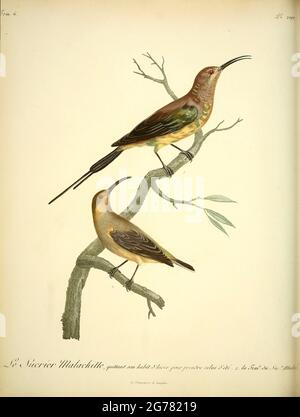 Sucrier malachitte. from the Book Histoire naturelle des oiseaux d