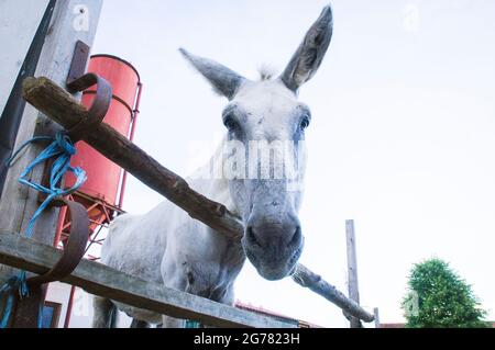 The Donkey, breed Andalusian Donkey, Equus africanus f. asinus 'Andalusian Donkey' in the Economic Court of Bohuslavice, Czech Republic, on June 25, 2 Stock Photo