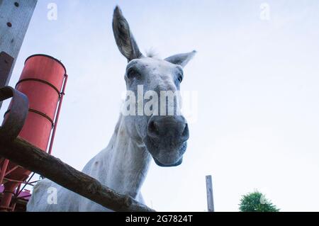 The Donkey, breed Andalusian Donkey, Equus africanus f. asinus 'Andalusian Donkey' in the Economic Court of Bohuslavice, Czech Republic, on June 25, 2 Stock Photo