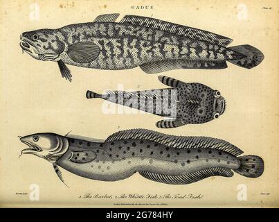 vintage fish species artwork Stock Photo - Alamy