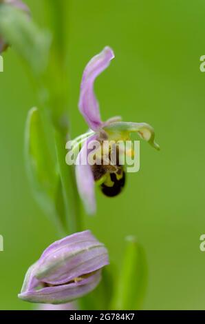 Orchid Ophrys apifera in close up with green bokeh Stock Photo