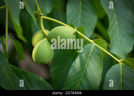 three walnuts with green Leaves, in sun and shadow. Front image. Stock Photo