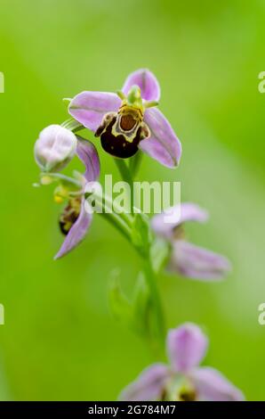 Orchid Ophrys apifera in close up with green bokeh Stock Photo