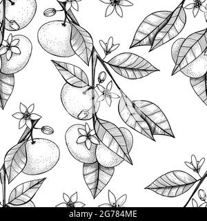 Seamless pattern with tangerines on a branch. Hand drawn vector isolated illustration, in engraved vintage style Stock Vector