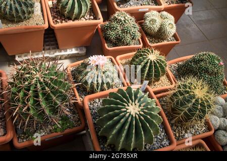 Ferocactus glaucescens, the glaucous barrel cactus, is a species of flowering plant in the family Cactaceae in the botanical garden Stock Photo