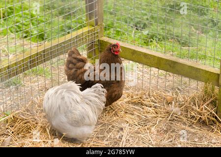 Chickens at Ty Mawr Country Park in Cefn Mawr Wrexham North Wales Stock Photo