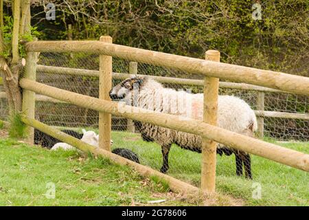 Sheep at Ty Mawr Country Park in Cefn Mawr Wrexham North Wales Stock Photo