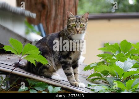 A cat sits on the roof among the leaves Stock Photo