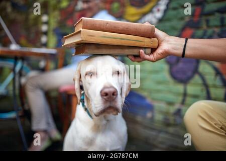 funny portrait of labrador retriever looking bored and unsatisfied while his human making fun with books putting on his head. close up with focus on e Stock Photo