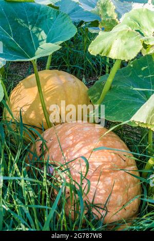Two ripe pumpkins in the tall grass Stock Photo