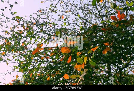 Beautiful scenery at Ho Chi Minh city in wintertime season, Terminalia catappa tree with red old leaves and fruit on branch of tree Stock Photo