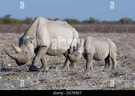 Black rhinoceroses (Diceros bicornis), adult female walking next to a young standing in dry grassland, Etosha National Park, Namibia, Africa Stock Photo