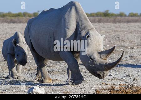 Black rhinoceroses (Diceros bicornis), adult female with a young behind, going to the dung, Etosha National Park, Namibia, Africa Stock Photo