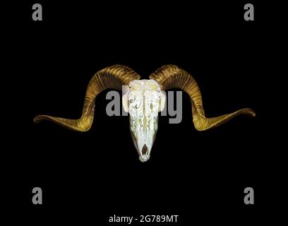 Ram skull with horns. A pattern carved into the skull of an animal. Isolate on a black background. Stock Photo
