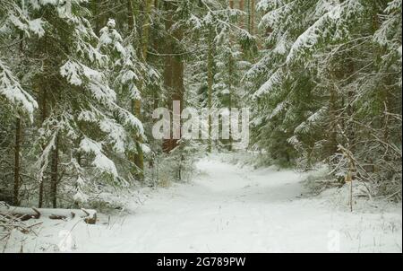 Beautiful winter landscape. Wild forest in winter. Stock Photo