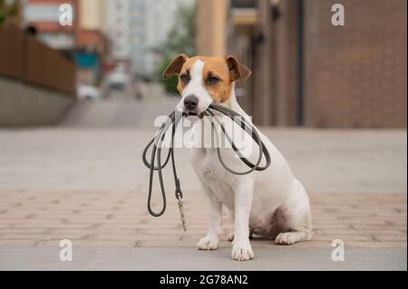 Lost jack russell hot sale terrier near me