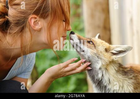 Happy woman loving animals kissing a fox in a farm Stock Photo