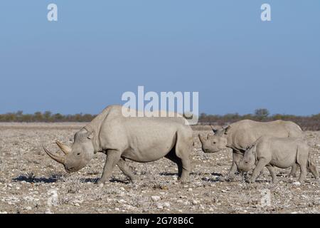 Black rhinoceroses (Diceros bicornis), adult female with two young, walking in dry grassland, Etosha National Park, Namibia, Africa Stock Photo