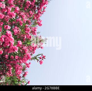 Close up pink oleander flowers with green leaves Stock Photo