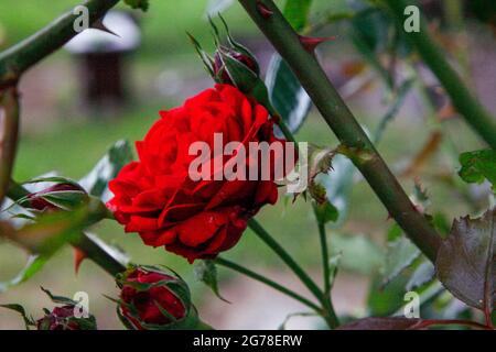 Rose, bright red, summer evening, June, summer, romantic, garden, still life Stock Photo