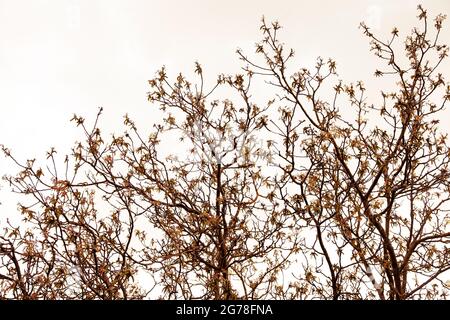 Apple tree, April, spring, apple blossom Stock Photo