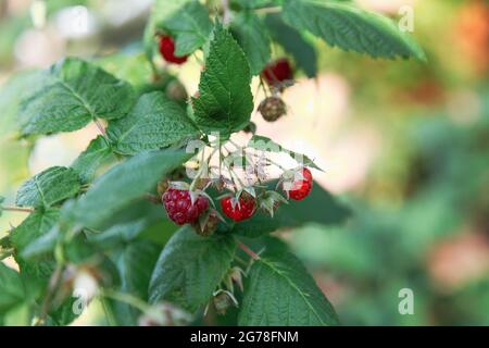 Raspberries, organic gardening, cultivation, summer, self-sufficiency, green, red, still life, healthy Stock Photo