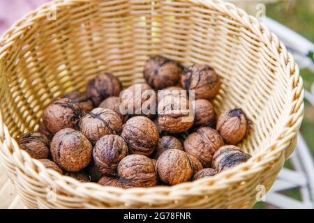 Walnuts in a basket in the garden, Stock Photo