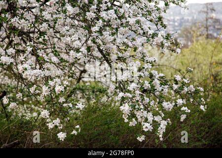Apple tree, April, spring, apple blossom Stock Photo