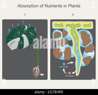 Absorption of nutrients in plants. illustration explain the movement of water and nutrients molecules from in soil by use process absorption from a ro Stock Vector