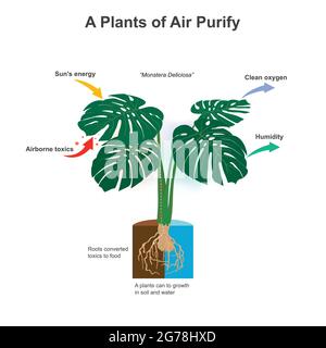 A Plants of Air Purify. Illustration showing amazing of plants it can a roots converted toxics to food nutrients for growth. Stock Vector