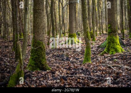 Moss-covered tree trunks in the forest Stock Photo