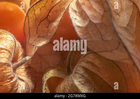 close up of fresh, golden physalis, beautiful autumn background Stock Photo