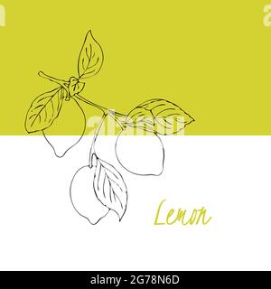 Lemon branch with leaves and fruits, hand-drawing doodling, background backdrop template label flyer. Vector illustration Stock Vector
