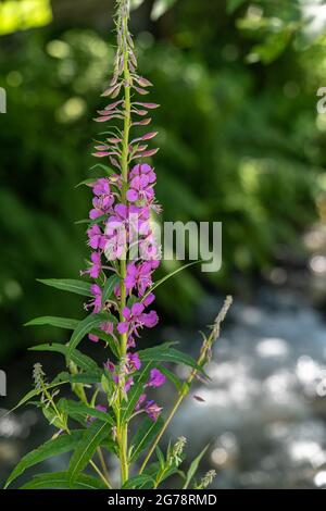 Europe, Austria, Tyrol, Ötztal Alps, Ötztal, pink wildflowers on the creek bank Stock Photo