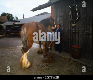 Farrier shoeing a Shire horse outdoors copy space cart in background harness hanging & barrel Stock Photo