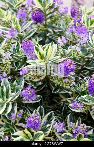 Shrubby Veronica (Hebe  andersonii) Plant Stock Photo